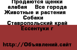 Продаются щенки алабая  - Все города Животные и растения » Собаки   . Ставропольский край,Ессентуки г.